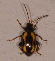 Phyllotreta striolata