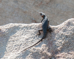 Karusasaurus polyzonus