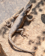 Karusasaurus polyzonus