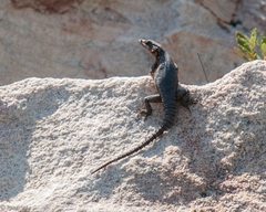 Karusasaurus polyzonus