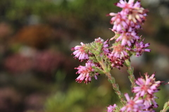 Erica similis
