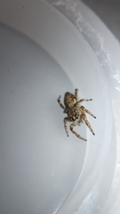 Pelegrina flavipes