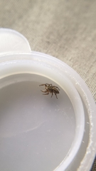 Pelegrina flavipes