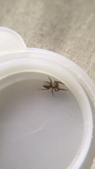 Pelegrina flavipes