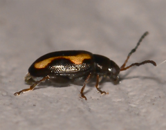 Phyllotreta striolata