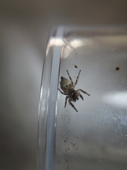 Pelegrina flavipes