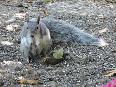 Sciurus griseus