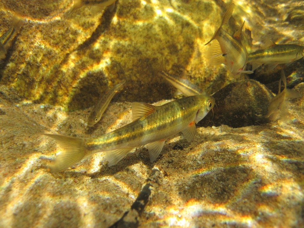 Clanwilliam Redfin