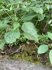 Liriomyza eupatoriella
