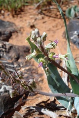 Ledebouria marginata