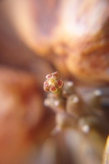 Euphorbia wilmaniae