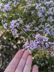 Thryptomene