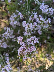 Thryptomene
