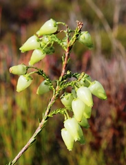 Erica urna-viridis