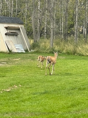 Odocoileus virginianus