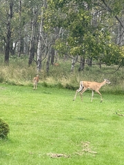 Odocoileus virginianus
