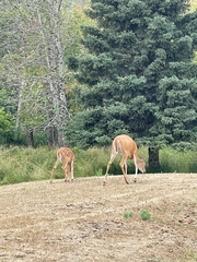 Odocoileus virginianus