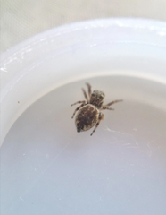 Pelegrina flavipes