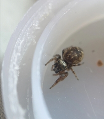 Pelegrina flavipes