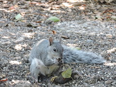Sciurus griseus