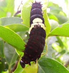 Mimoides ilus branchus