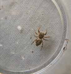 Pelegrina flavipes