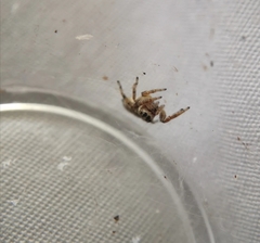Pelegrina flavipes