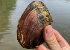 Ortmanniana ligamentina