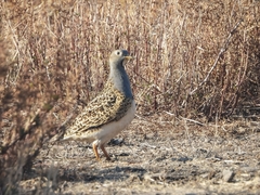 Thinocorus orbignyianus