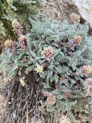 Chaenactis douglasii alpina