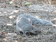Sciurus griseus