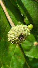 Callirhytis glandulus