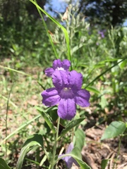 Ruellia occidentalis