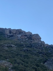 Marmota flaviventris
