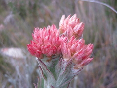 Syncarpha milleflora