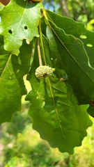 Callirhytis glandulus