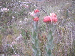 Syncarpha milleflora