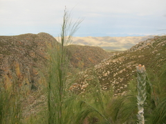 Syncarpha milleflora