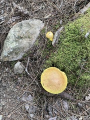 Pulveroboletus