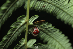 Asphaera discicollis