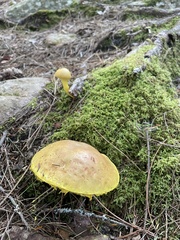 Pulveroboletus