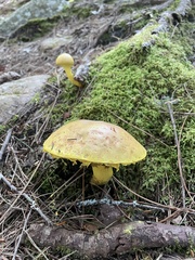 Pulveroboletus