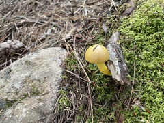 Pulveroboletus