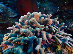Porites furcata