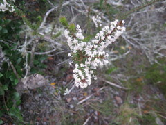 Struthiola hirsuta