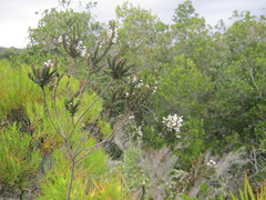 Struthiola hirsuta