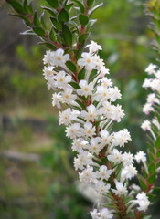 Struthiola hirsuta