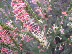 Struthiola argentea