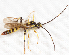 Cratichneumon paratus