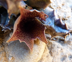 Huernia barbata barbata